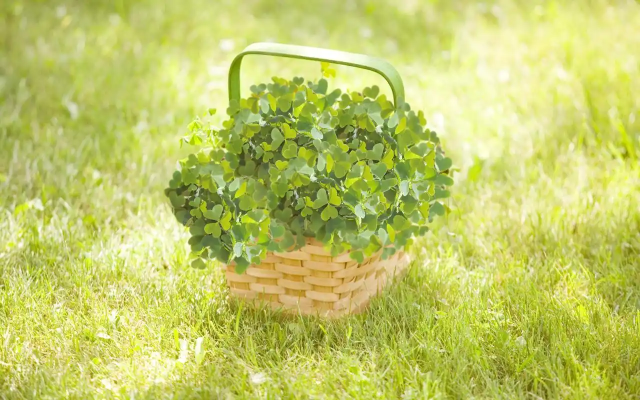 清新护眼四叶草植物高清桌面壁纸下载