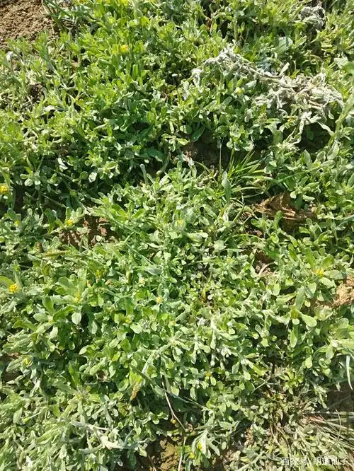 到田里采绵子菜去做野菜粑粑吃