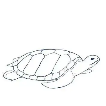 新手必看,复古风格插画海龟的画法