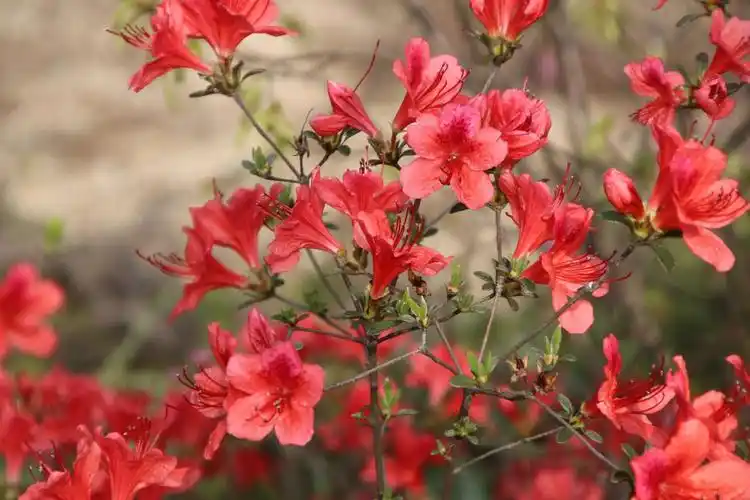 写美篇映山红别名叫红杜鹃,满山红特别美的名字,我最喜爱映山红绽放