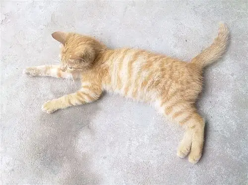 这个猫是什么品种?求专业人士解答!详细一点,比如习性什么的.