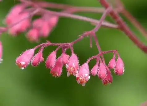 加拿大国花图片
