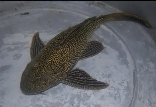 请问这是什么鱼?