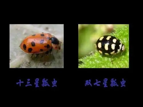 瓢虫的花衣裳_2ppt