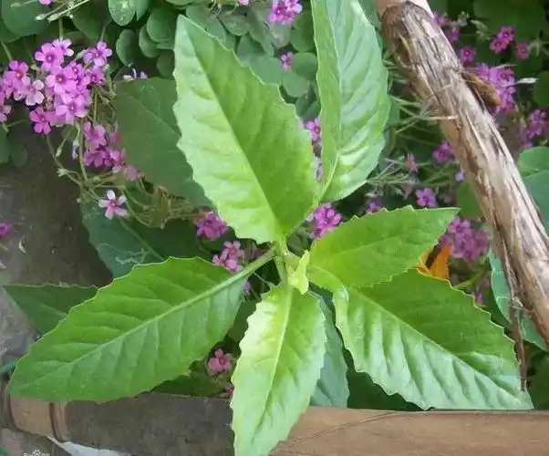 它俗称"明月草",能降血糖降血脂,却常被当野草除掉,可惜了!