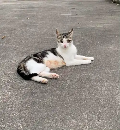 上海奉贤自带眼线美貌狸白求领养