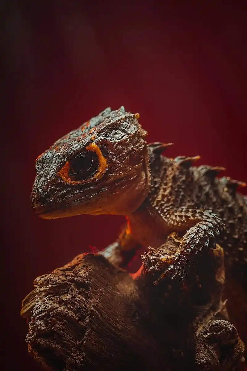 红眼鹰蜥.江湖人称暴毙王!#萌宠 #爬宠 #蜥蜴 #宠物摄影 - 抖音