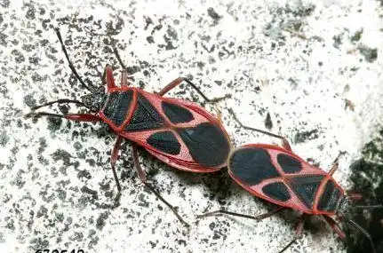 展开全部 星椿科的昆虫 原锐红星椿象.椿象,有名臭屁虫