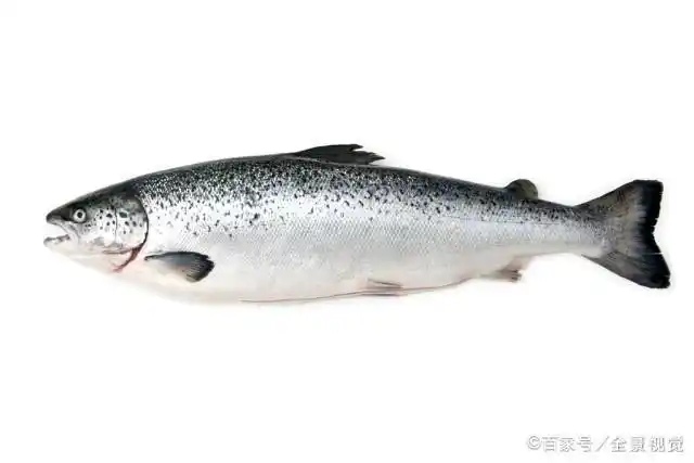科学家进一步解开了鲑鱼的导航机制,利用体内的磁铁矿导航