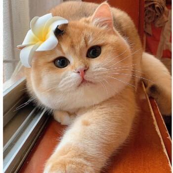 代买靠谱金渐层布偶猫德文猫缅因猫拿破仑加菲猫金吉拉各种品种猫