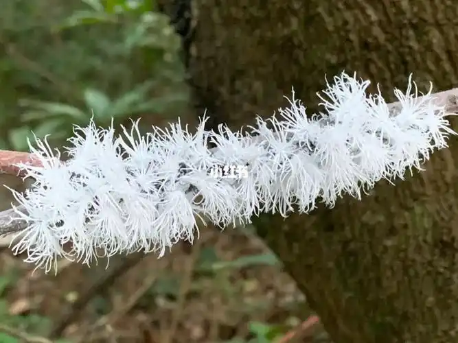 邂逅一群广翅蜡蝉若虫