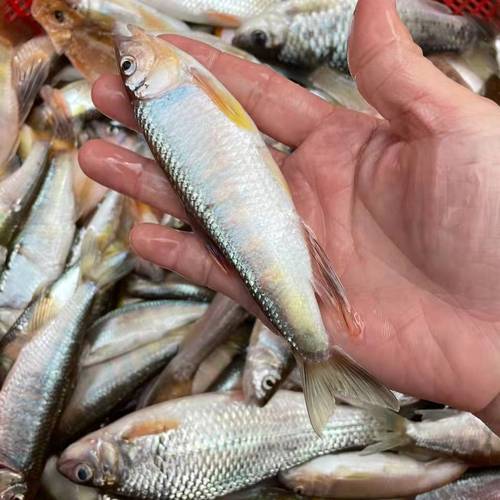 江西特产现杀鲜活冷冻马口鱼小鱼桃花鱼新鲜溪流鱼淡水鱼山坑鱼