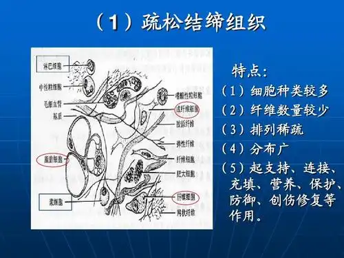 分类 it/计算机 互联网 6高等动物的结构与功能ppt (1)疏松结缔组织