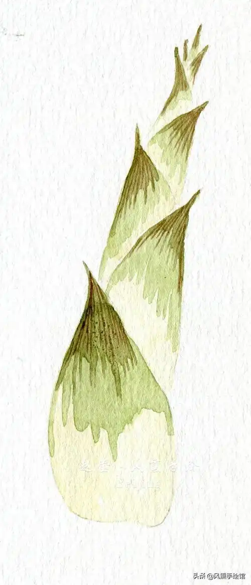 教程一起来画水彩竹笋吧