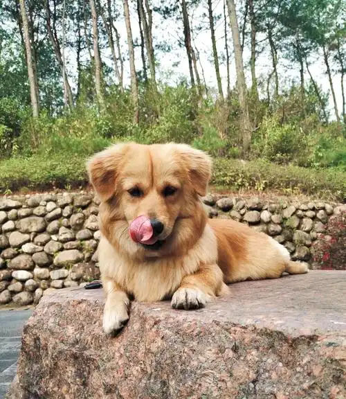 金毛混柯基腿长八厘米