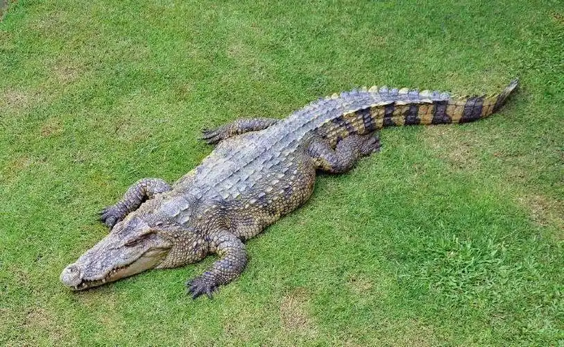 没想到河马看起来憨憨的战斗力居然高鳄鱼这么多级别