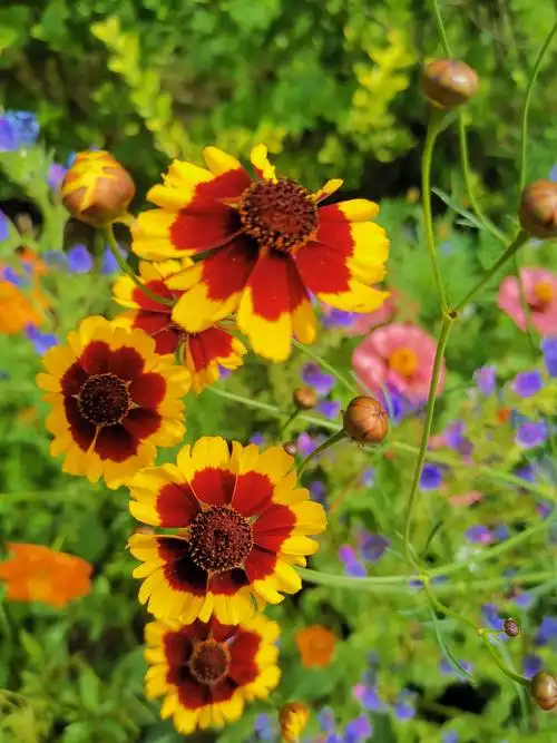 蛇目菊,两色金鸡菊