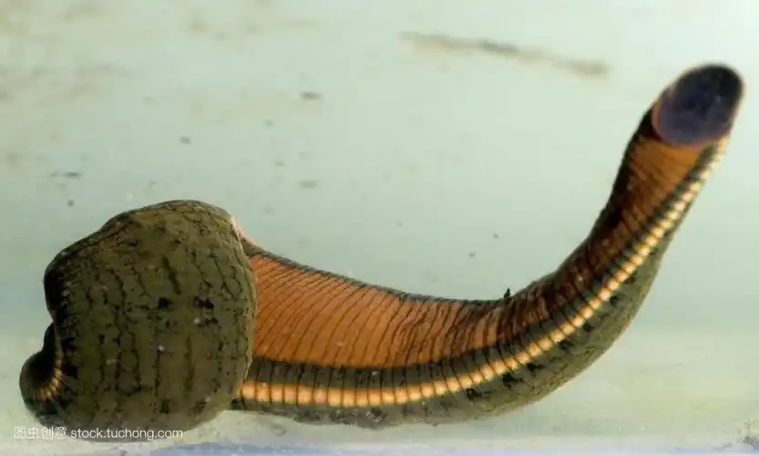 半米长度的巨型吸血水蛭,三条就能杀死河马鳄鱼