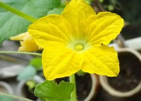 哈密瓜一年开花次数