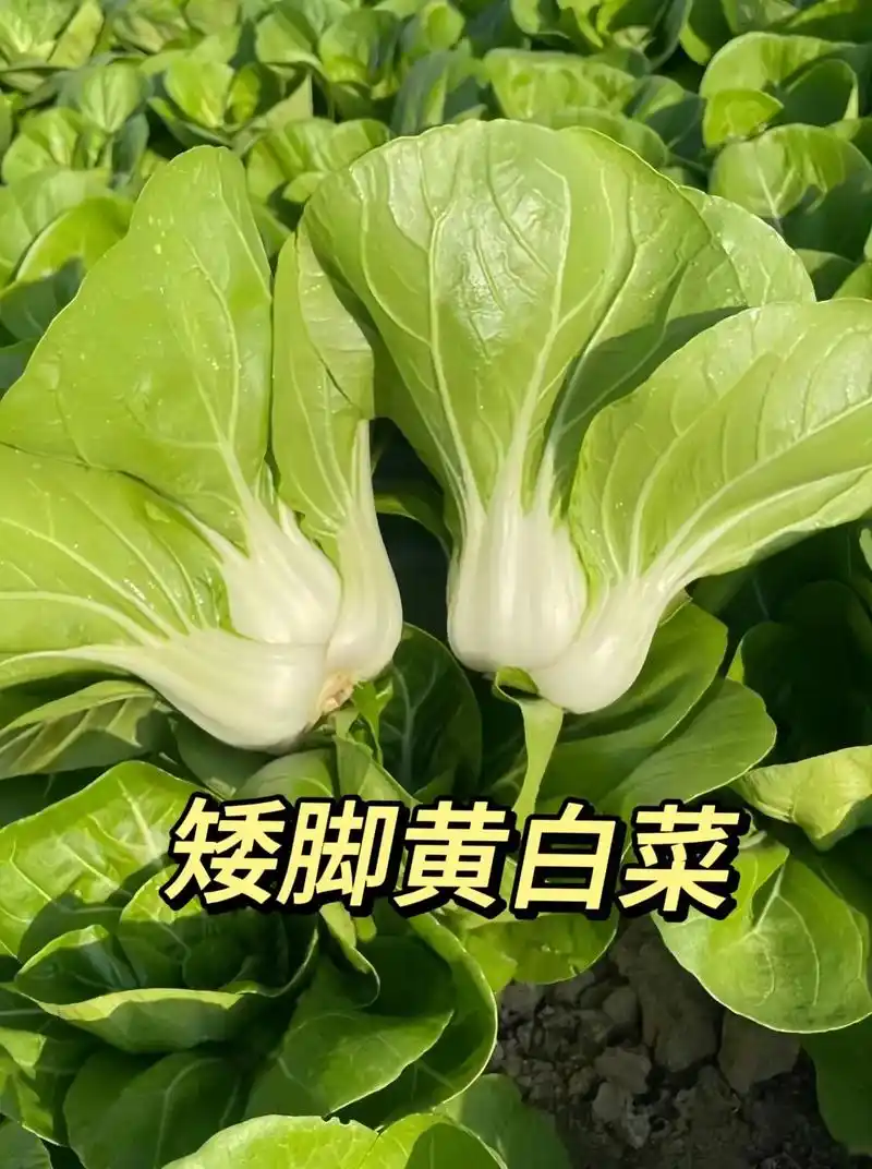 矮脚黄奶油白菜.它是青菜中的白雪公主,口感细腻嫩滑还带甜,炒 - 抖音