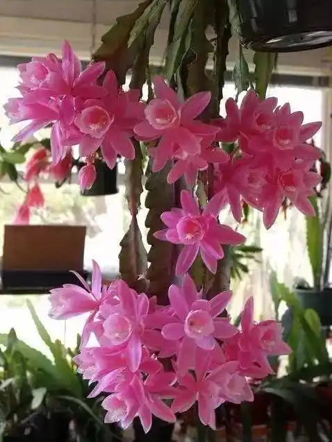 昙花开放的瞬间,太罕见了!别私存,送给你最爱的朋友吧!