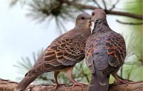 国内野生斑鸠随处可见,为何很少见其巢穴?
