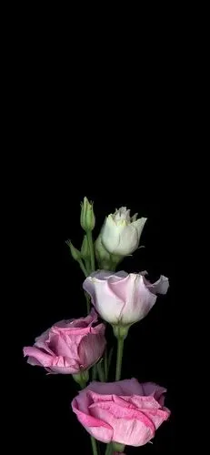 找了几款黑色壁纸,oled 屏幕用特别好