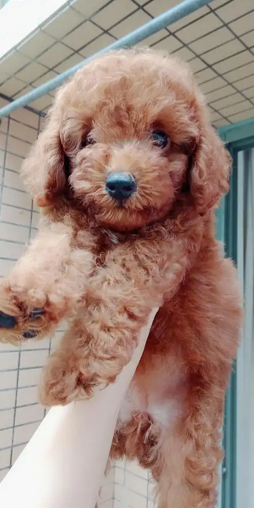 2个月母泰迪低价割爱.求有爱心的主人带走