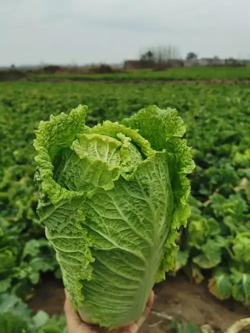 "绿油油"大白菜简介