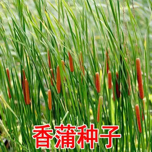 水生黄菖蒲千屈芦苇马兰菖蒲鸢尾花卉家庭园艺种子