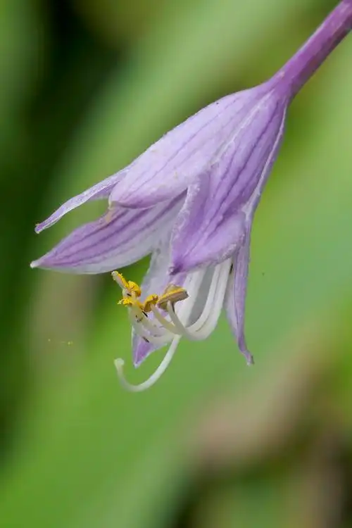 花卉植物--紫玉簪(中科院武汉植物园)_高清图集_新浪网