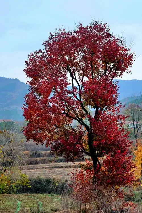 乌桕之乡一一大悟