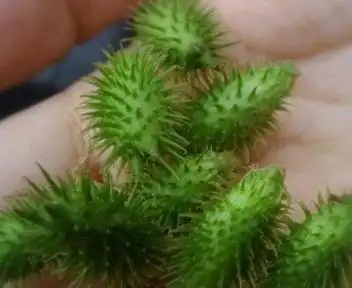 小时候玩的,小时候用过这个扎人家屁股,或者头发的,这叫什么名字?