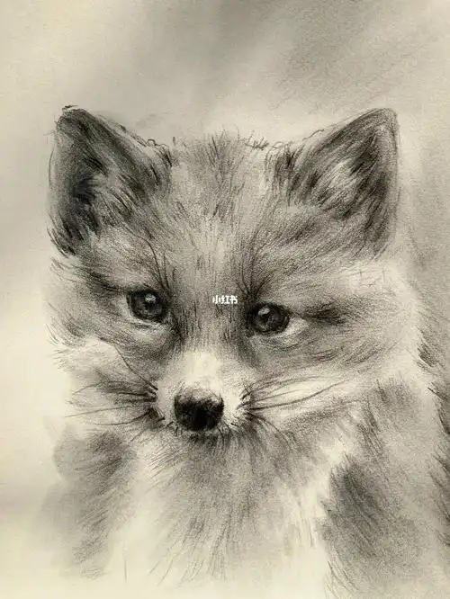 速写一只小狐狸