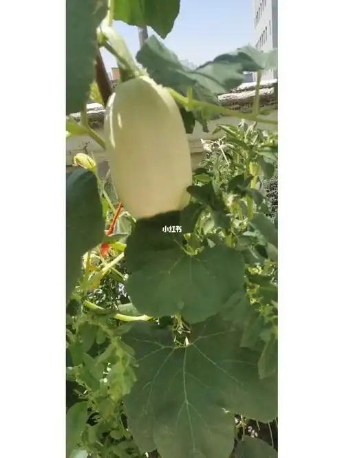 有认识这种瓜的吗