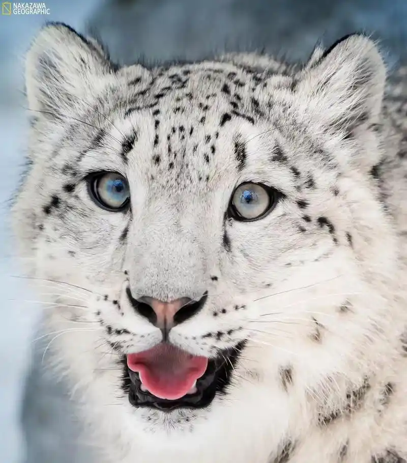 哇,高山雪豹,好萌好可爱!