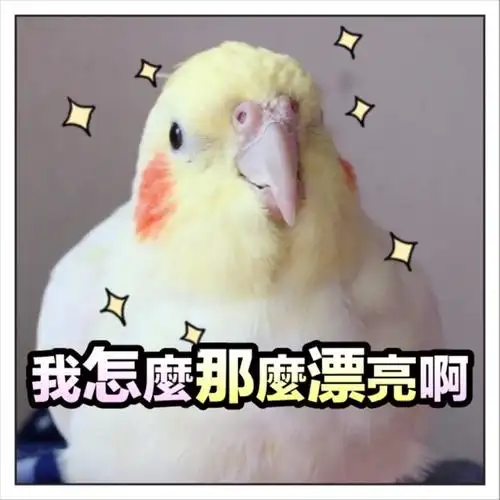 揪是这只鸟——沙雕鹦鹉表情包2