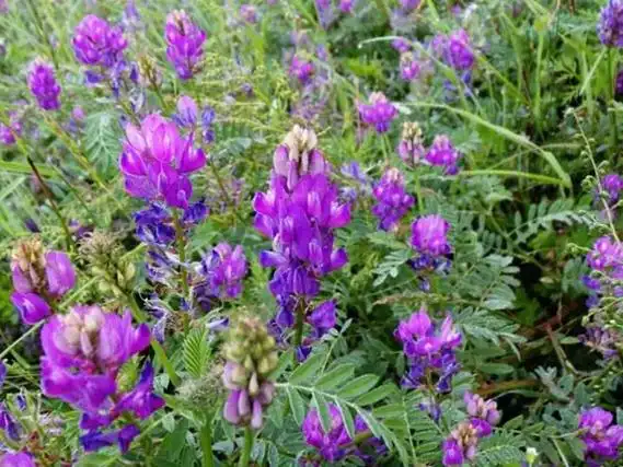 沙打旺种子价格,一亩地种多少