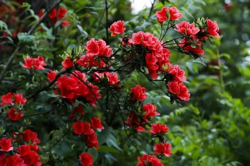 百里杜鹃彝山花谷映山红