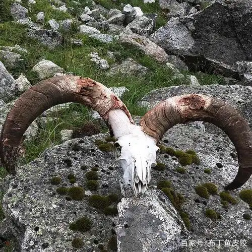 偶遇藏羚羊的头骨