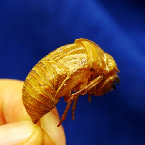 蝉蜕50克金蝉壳蝉衣知知了皮虫水洗大个无土其他药食同源食品