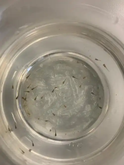 不能小瞧孔雀鱼的繁殖能力09一个月不到两窝崽96080808