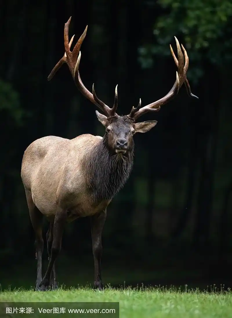 麋鹿在宾夕法尼亚州