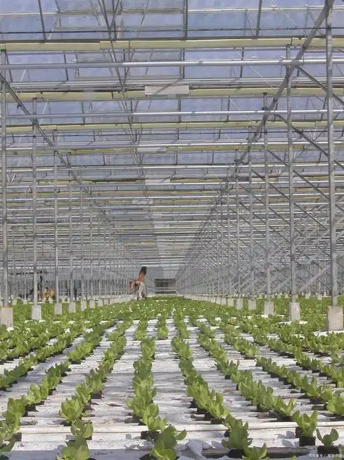 江西九江科技蔬菜温室大棚建造