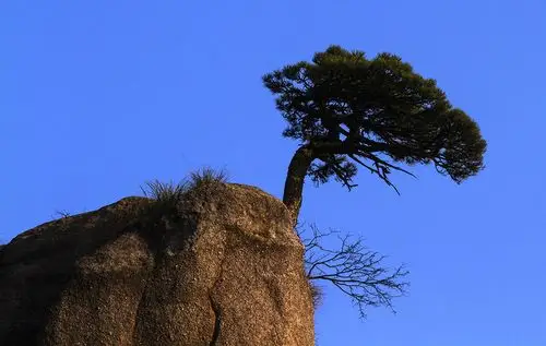 作品名称: 独尊  作品描述: 松柏长在玄崖上  拍摄地点: 三青山  拍摄