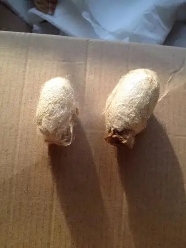 买来的两个蚕茧,一个空了,蛾子出来了