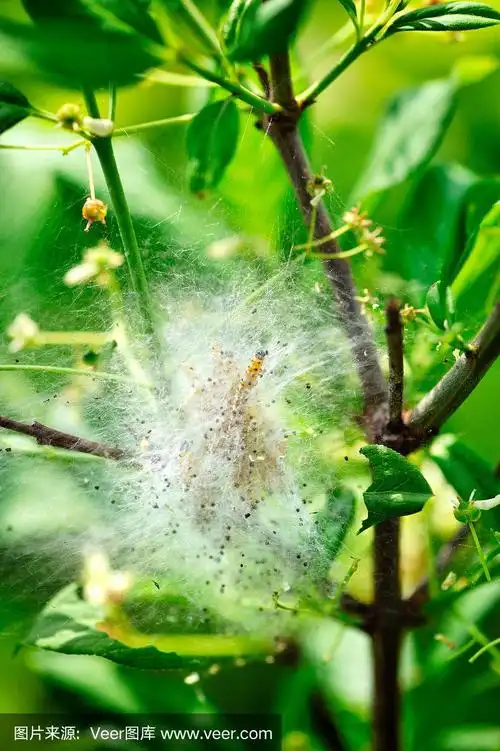 毛虫在灌木上结茧