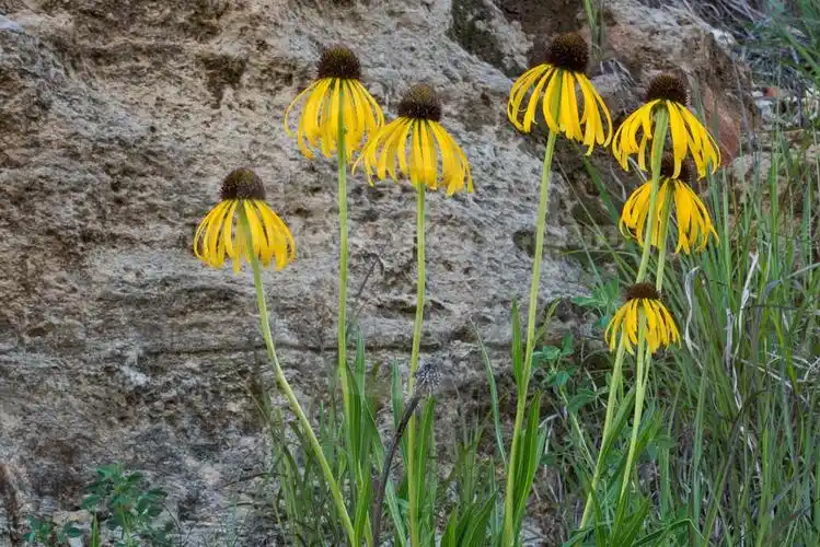 2022宿根花园植物推荐黄花松果菊