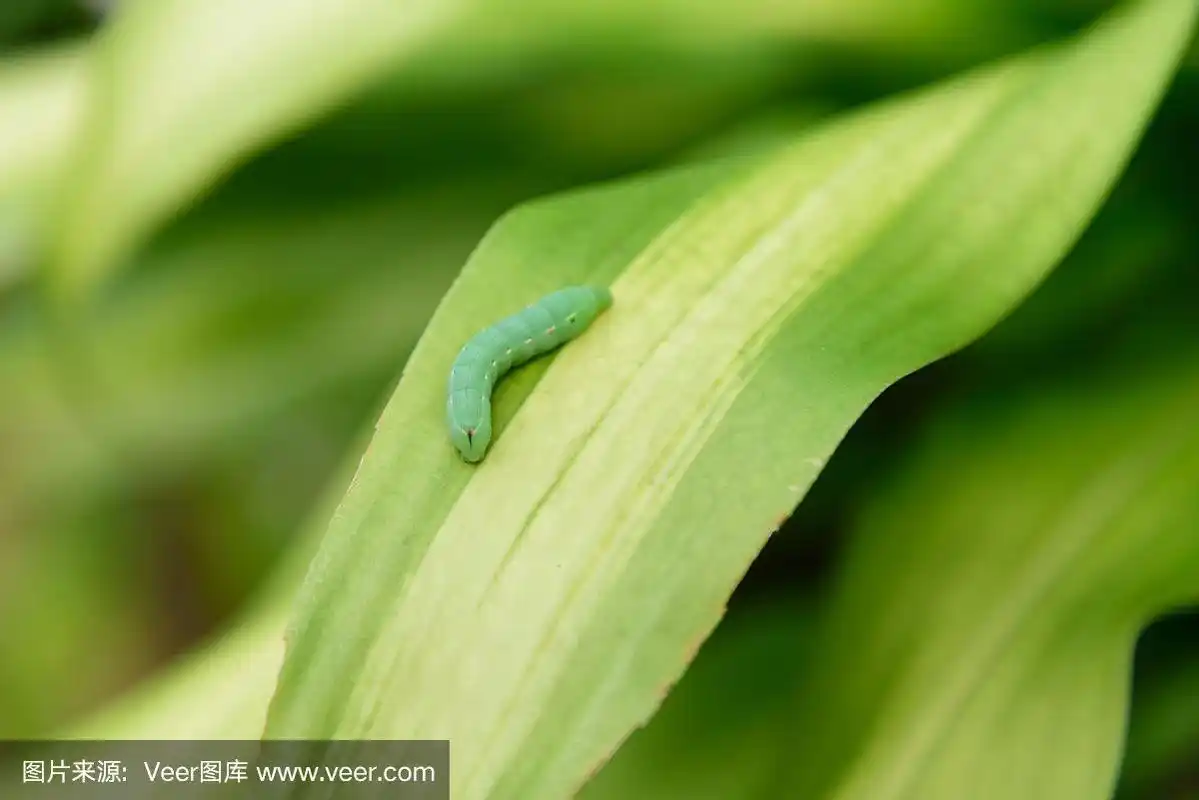 树叶上的绿虫