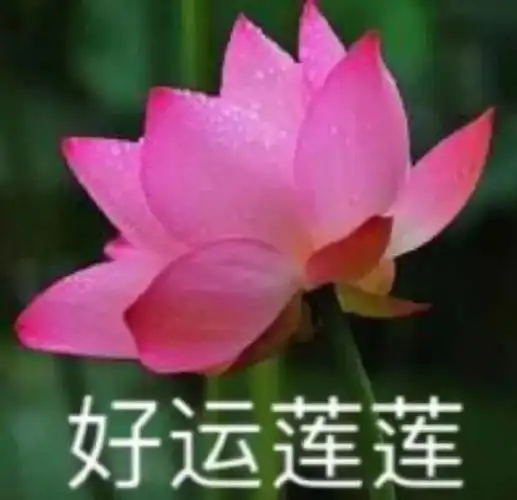 莲花微信头像治愈表情包—无水印-小懿头像杂货铺-话本小说网